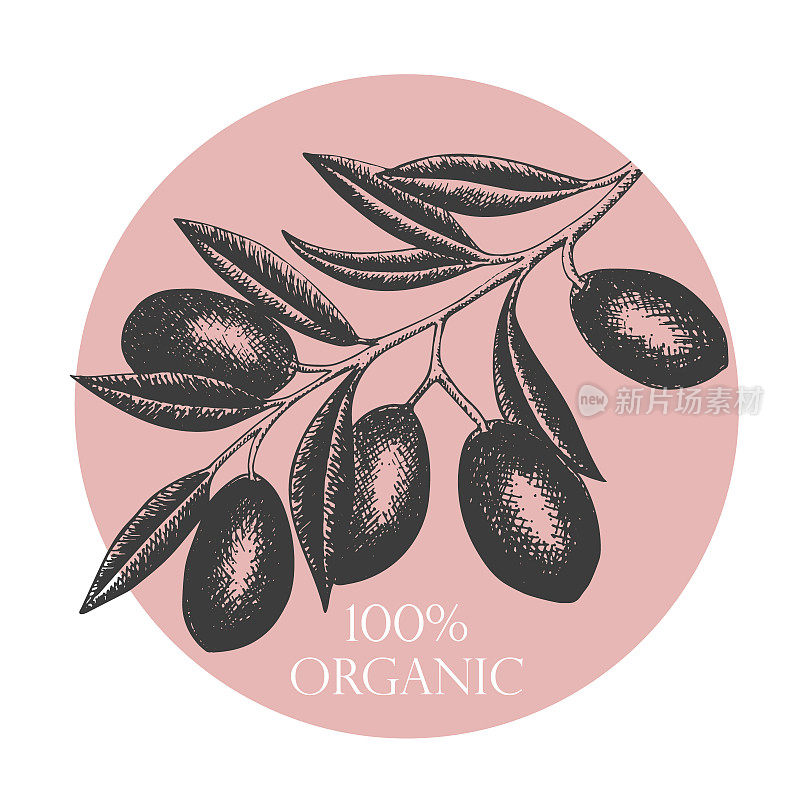 Hand drawn olives arrangement, concept or with olive branch and fruits for Italian, Greek cuisine design or extra virgin oil food or cosmetic product packaging wrapper. Vector illustration